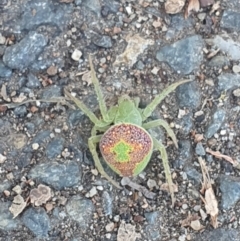 Araneus circulissparsus (species group) (Speckled Orb-weaver) at Belconnen, ACT - 25 Dec 2022 by Kelly123456