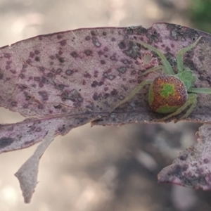 Araneus circulissparsus (species group) at Belconnen, ACT - 26 Dec 2022