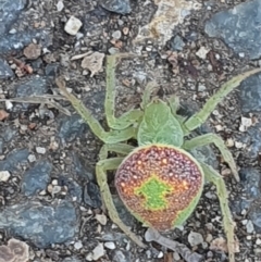 Araneus circulissparsus (species group) at Belconnen, ACT - 26 Dec 2022