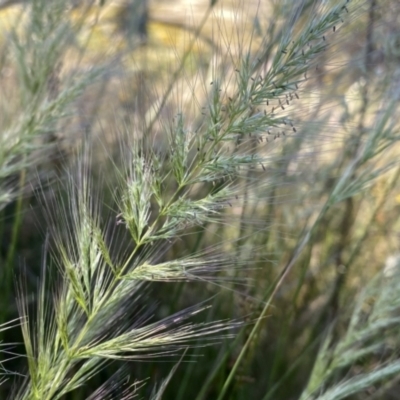 Austrostipa densiflora at Googong, NSW - 27 Dec 2022 by Wandiyali