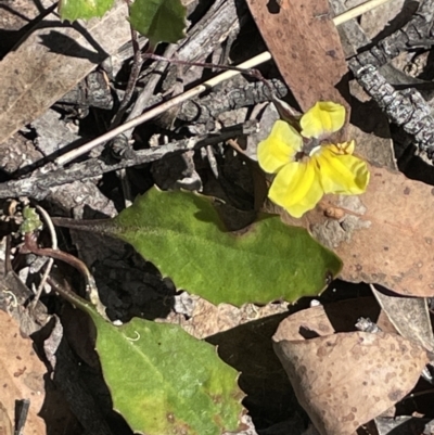 Goodenia hederacea (Ivy Goodenia) at Broadway TSR - 27 Dec 2022 by JaneR