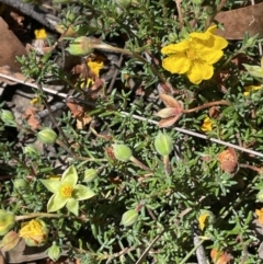 Hibbertia porcata at Broadway, NSW - 27 Dec 2022