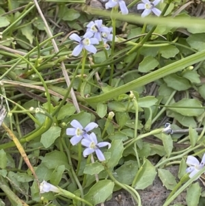 Isotoma fluviatilis subsp. australis at Broadway, NSW - 27 Dec 2022