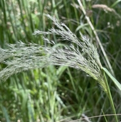 Lachnagrostis filiformis (Blown Grass) at Broadway TSR N.S.W. - 27 Dec 2022 by JaneR