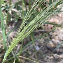 Lachnagrostis filiformis at Broadway, NSW - 27 Dec 2022