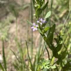 Lythrum hyssopifolia (Small Loosestrife) at Broadway TSR - 27 Dec 2022 by JaneR