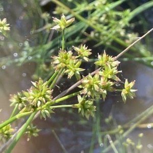 Juncus holoschoenus at Broadway, NSW - 27 Dec 2022 02:28 PM