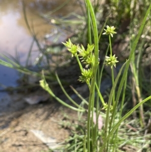 Juncus holoschoenus at Broadway, NSW - 27 Dec 2022 02:28 PM