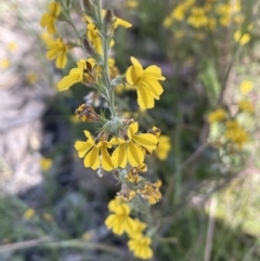 Goodenia bellidifolia (Daisy-leaf Goodenia) at Broadway, NSW - 27 Dec 2022 by JaneR