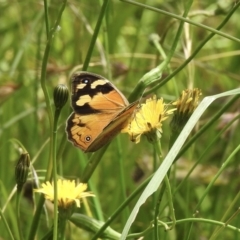 Heteronympha merope (Common Brown Butterfly) at Burradoo, NSW - 21 Dec 2022 by GlossyGal