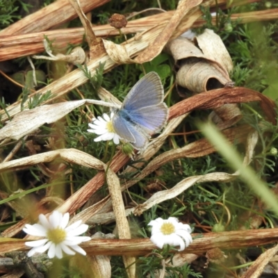 Zizina otis (Common Grass-Blue) at Burradoo, NSW - 21 Dec 2022 by GlossyGal