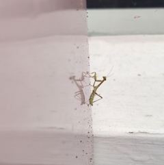 Tenodera australasiae at Camberwell, VIC - 30 Dec 2022 by rykokat