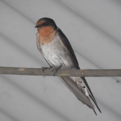 Hirundo neoxena at Kambah, ACT - 30 Dec 2022