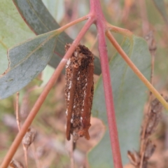 Trigonocyttara clandestina at Kambah, ACT - 30 Dec 2022 by HelenCross