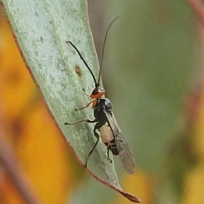 Braconidae (family) (Unidentified braconid wasp) at Kambah, ACT - 30 Dec 2022 by HelenCross