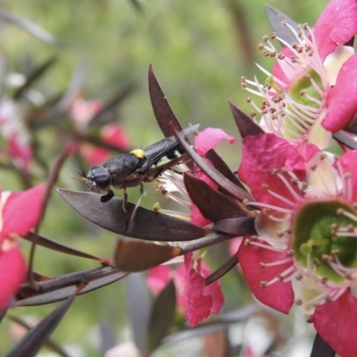 Odontomyia hunteri (Soldier fly) at Burradoo, NSW - 23 Dec 2022 by GlossyGal