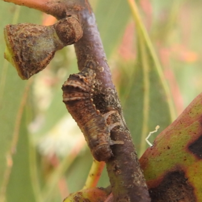 Chrysomelidae sp. (family) (Unidentified Leaf Beetle) at Kambah, ACT - 30 Dec 2022 by HelenCross