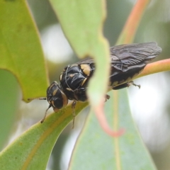 Pergagrapta bella (A sawfly) at Kambah, ACT - 30 Dec 2022 by HelenCross