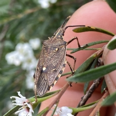 Omyta centrolineata (Centreline Shield Bug) at Wandiyali-Environa Conservation Area - 30 Dec 2022 by Wandiyali