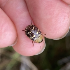 Paropsis pictipennis (Tea-tree button beetle) at Googong, NSW - 30 Dec 2022 by Wandiyali