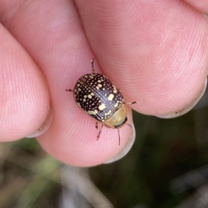 Paropsis pictipennis at Googong, NSW - 30 Dec 2022 02:28 PM