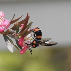 Pterygophorus cinctus (Bottlebrush sawfly) at Burradoo, NSW - 23 Dec 2022 by GlossyGal