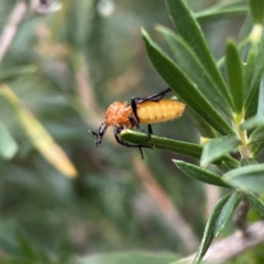 Bibio imitator (Garden maggot) at Wandiyali-Environa Conservation Area - 30 Dec 2022 by Wandiyali