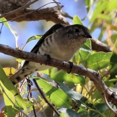 Chrysococcyx lucidus (Shining Bronze-Cuckoo) at Wallagoot, NSW - 25 Dec 2022 by KylieWaldon