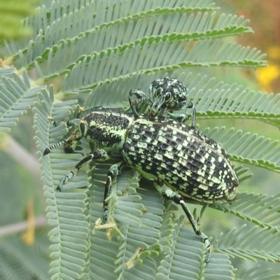 Chrysolopus spectabilis (Botany Bay Weevil) at Kambah, ACT - 30 Dec 2022 by HelenCross