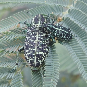 Chrysolopus spectabilis at Kambah, ACT - 30 Dec 2022