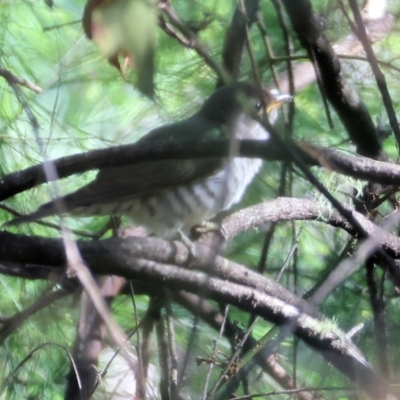 Chrysococcyx lucidus (Shining Bronze-Cuckoo) at Lochiel, NSW - 27 Dec 2022 by KylieWaldon