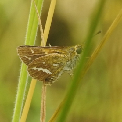 Taractrocera papyria (White-banded Grass-dart) at Kambah, ACT - 30 Dec 2022 by HelenCross