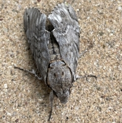 Psilogramma casuarinae (Privet Hawk Moth) at Jerrabomberra, NSW - 30 Dec 2022 by Mavis