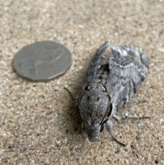 Psilogramma casuarinae at Jerrabomberra, NSW - 30 Dec 2022