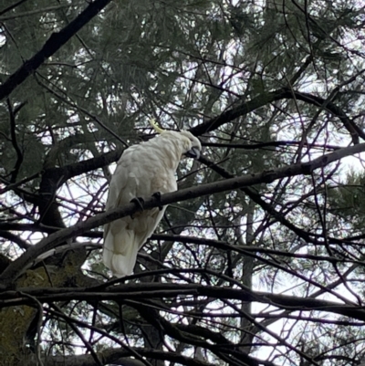 Cacatua galerita (Sulphur-crested Cockatoo) at Jerrabomberra, NSW - 30 Dec 2022 by Mavis