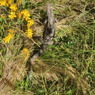 Pogona barbata (Eastern Bearded Dragon) at Hackett, ACT - 28 Dec 2022 by sbittinger