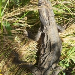 Pogona barbata at Hackett, ACT - 28 Dec 2022