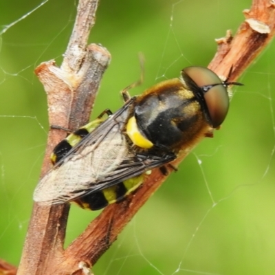 Odontomyia hunteri (Soldier fly) at Molonglo Valley, ACT - 30 Dec 2022 by JohnBundock