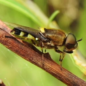 Odontomyia hunteri at Molonglo Valley, ACT - 30 Dec 2022 02:15 PM