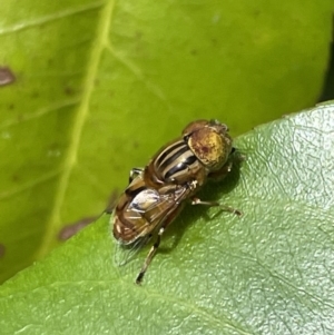 Eristalinus punctulatus at Jerrabomberra, NSW - suppressed