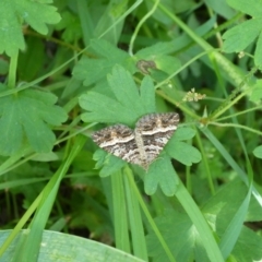 Chrysolarentia subrectaria (A Geometer moth) at Mongarlowe River - 28 Feb 2021 by arjay