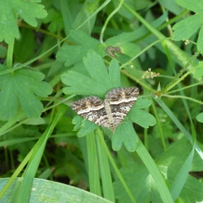 Chrysolarentia subrectaria (A Geometer moth) at Charleys Forest, NSW - 28 Feb 2021 by arjay