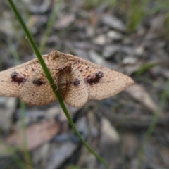 Aglaopus pyrrhata (Leaf Moth) at Charleys Forest, NSW - 29 Nov 2021 by arjay