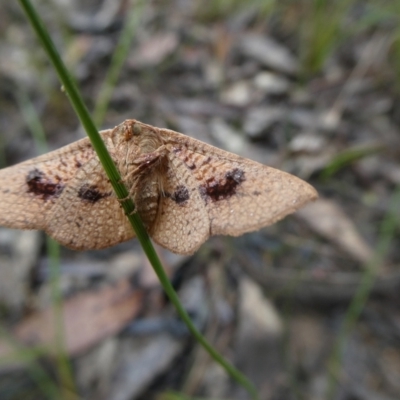 Aglaopus pyrrhata (Leaf Moth) at Charleys Forest, NSW - 28 Nov 2021 by arjay