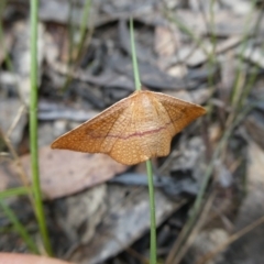 Aglaopus pyrrhata at Charleys Forest, NSW - 29 Nov 2021