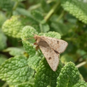 Helicoverpa (genus) at Charleys Forest, NSW - suppressed