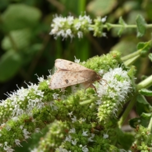 Helicoverpa (genus) at Charleys Forest, NSW - suppressed