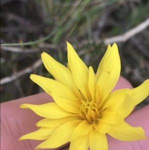 Microseris lanceolata at Brindabella, NSW - 7 Dec 2022