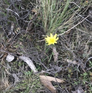 Microseris lanceolata at Brindabella, NSW - 7 Dec 2022