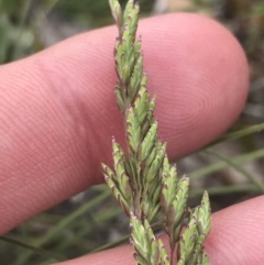 Poa sp. (A Snow Grass) at Bimberi Nature Reserve - 7 Dec 2022 by Tapirlord